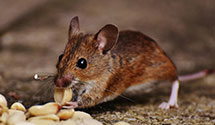 24 Hour & Emergency Exterminators in Little Rock, SC